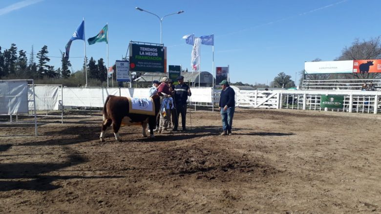 El gran campeón macho y hembra de Hereford se fue a Las Perdices