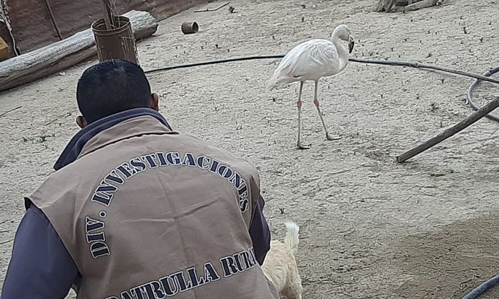 Detienen a un hombre que tenía un flamenco rosado y pecaríes en Córdoba