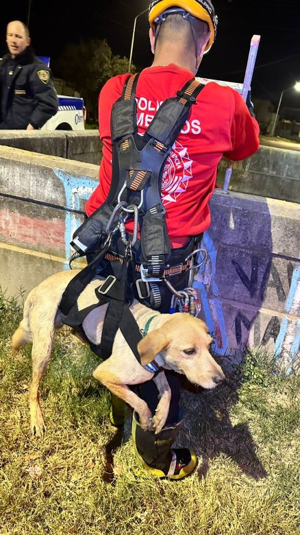 Rescataron un perro que había caído a un canal de desagües de cuatro metros 