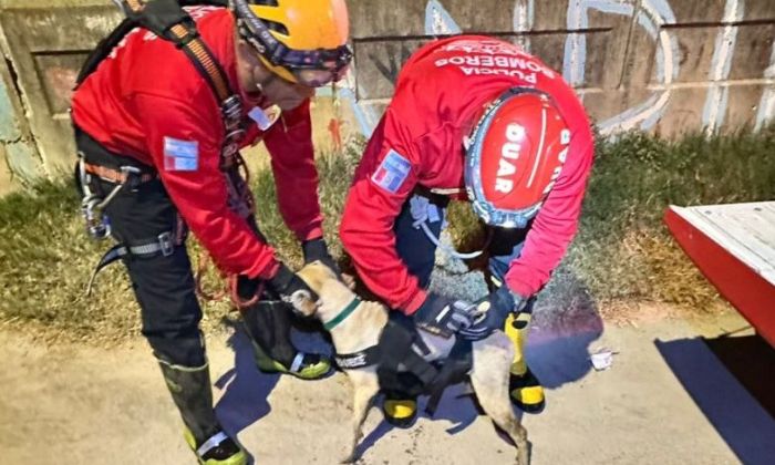 Rescataron un perro que había caído a un canal de desagües de cuatro metros 