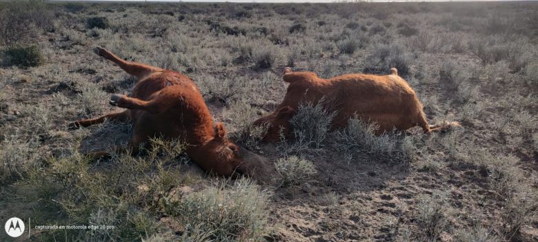 31 vacunos muertos y algunos mutilados en La Pampa y un productor esperando que las ciencias veterinarias le den respuesta