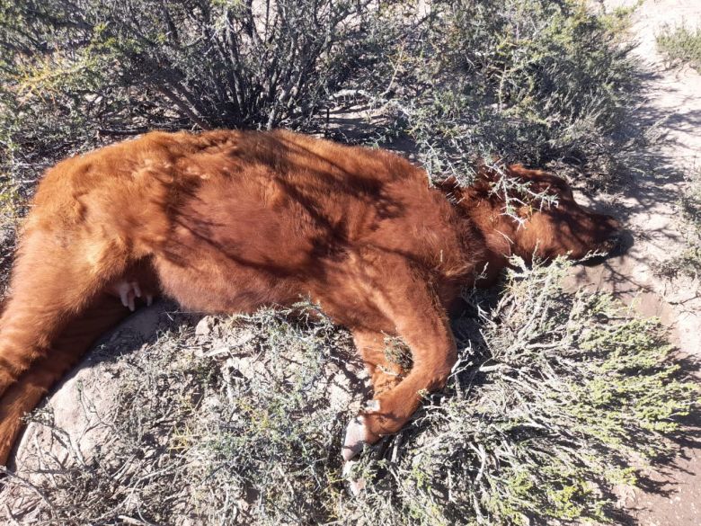 31 vacunos muertos y algunos mutilados en La Pampa y un productor esperando que las ciencias veterinarias le den respuesta