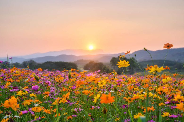 ¡Feliz Día de la primavera!