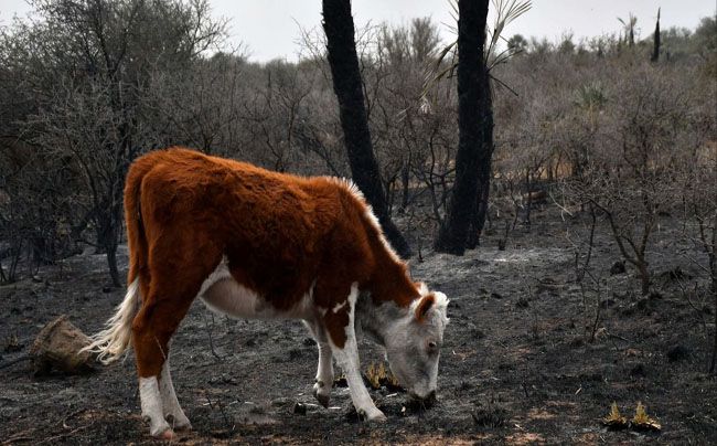 La Comisión de Emergencia Agropecuaria solicitó declarar zona de desastre a los sectores afectados por el fuego