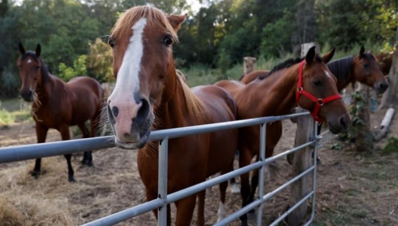 Más de 50 caballos pueden ser adoptados del centro de reinserción