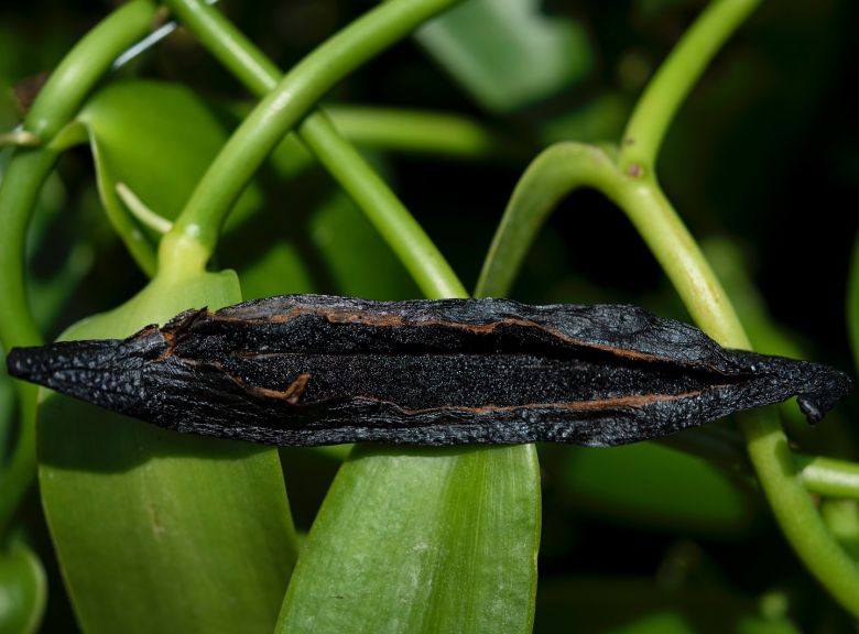 Polinizar un bosque flor a flor: el rescate de la vainilla amazónica de los awajún