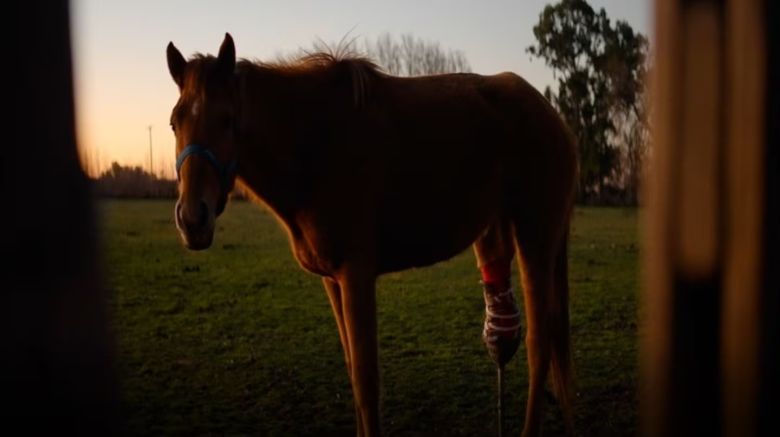 Iban al matadero y ahora tienen una nueva vida: así están los 700 caballos rescatados del “campo del horror”