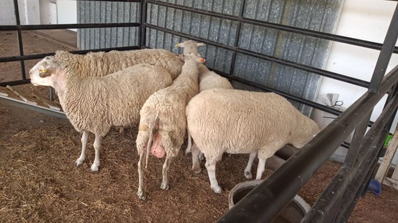  Se destaca la séptima Fiesta del Cordero cordobés en la Rural