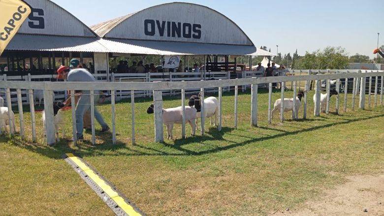  Se destaca la séptima Fiesta del Cordero cordobés en la Rural